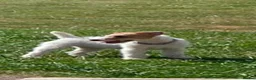 Lakeland Terrier dogs for sale: White lakeland in Caernarfon - Advert 1