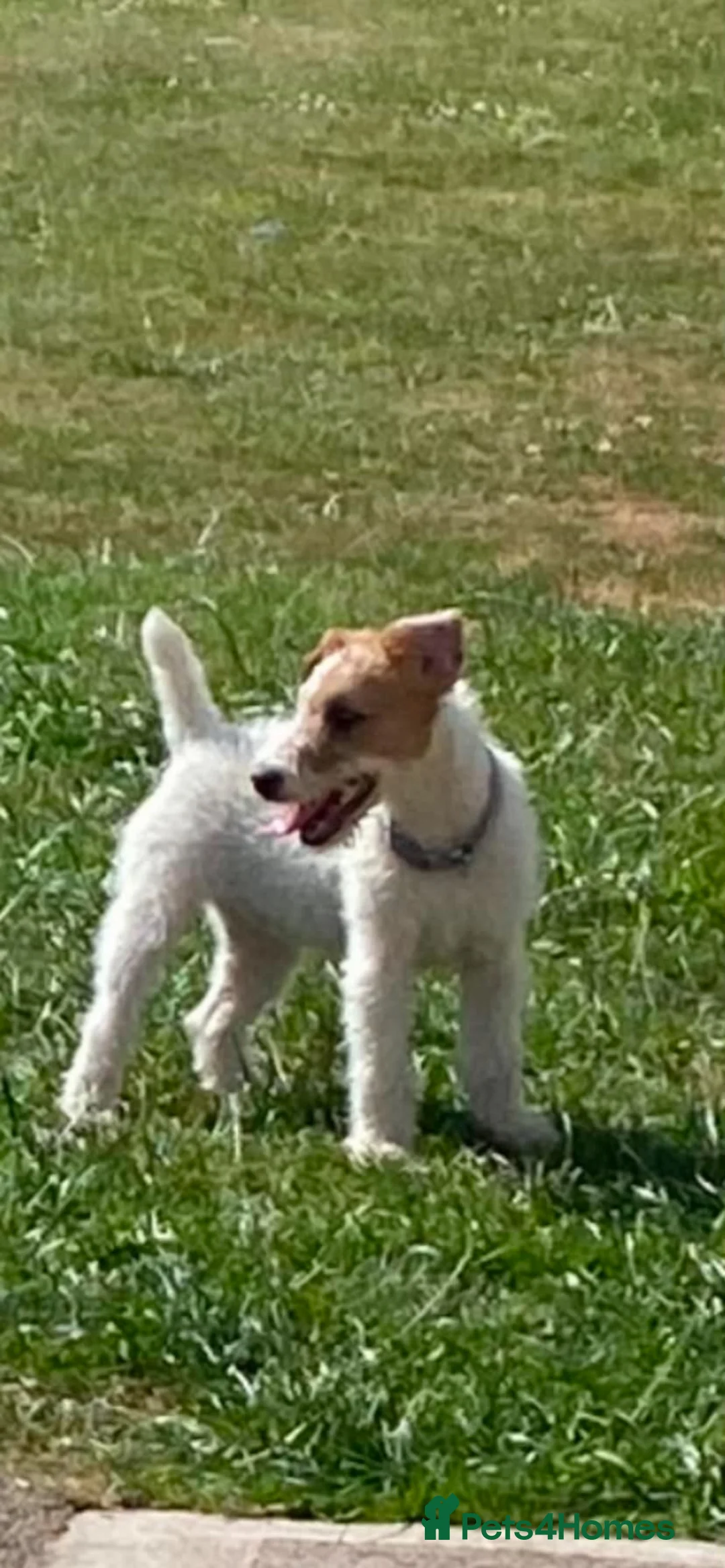 Lakeland Terrier dogs for sale: White lakeland in Caernarfon - Advert 1
