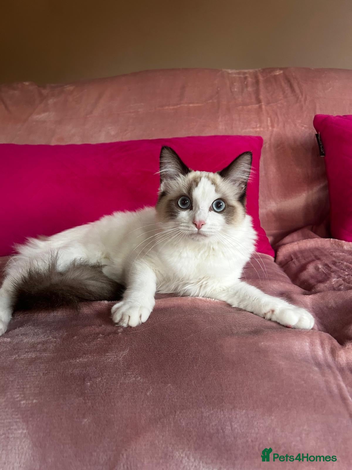 Ragdoll cats GCCF Registered Active Female - Advert 1