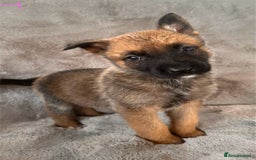 Belgian Shepherd Dog dogs for sale: Dutch Herder Puppies  - Image 2