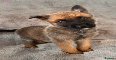 Belgian Shepherd Dog dogs - Advert 8