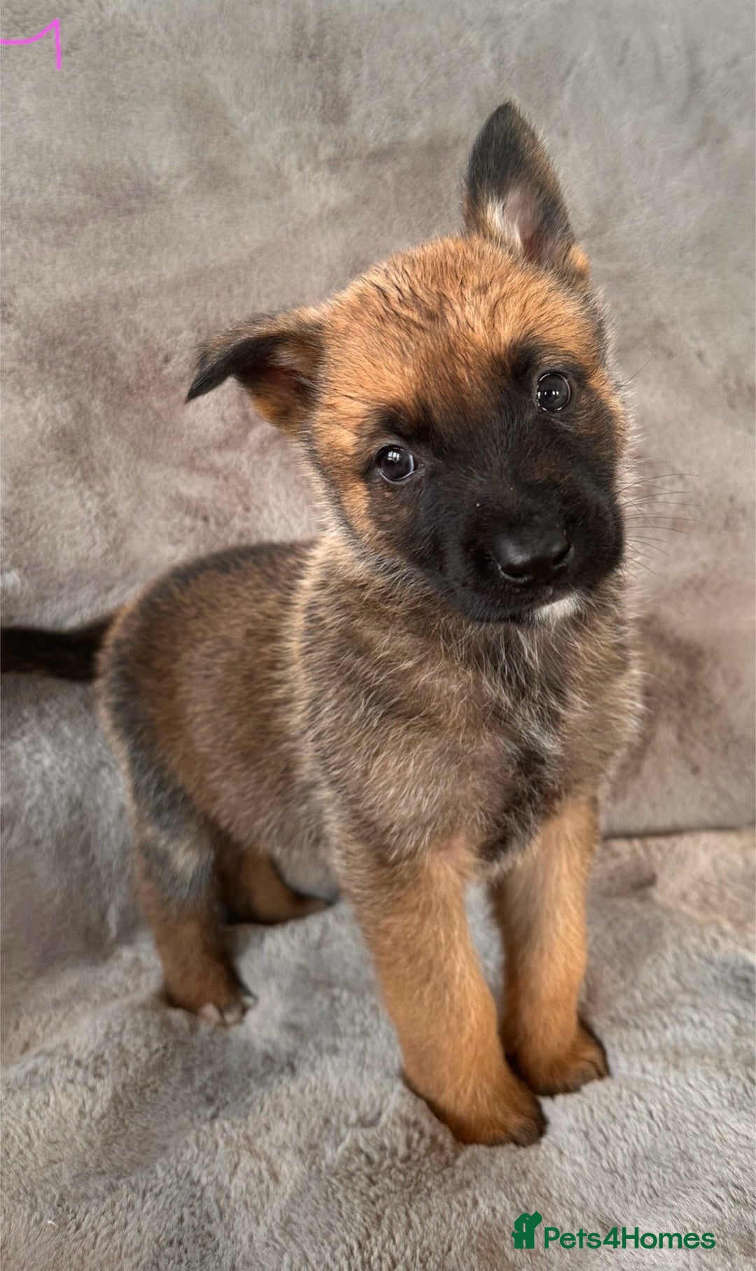 Belgian Shepherd Dog dogs for sale: Dutch Herder Puppies  - Image 2