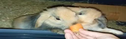 Mixed Breed rabbits for sale: beautiful Bunny for sale *Ready Now* - Advert 4