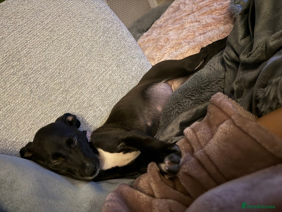 Lurcher dogs for sale: Black lurcher bitch puppy - Advert 3