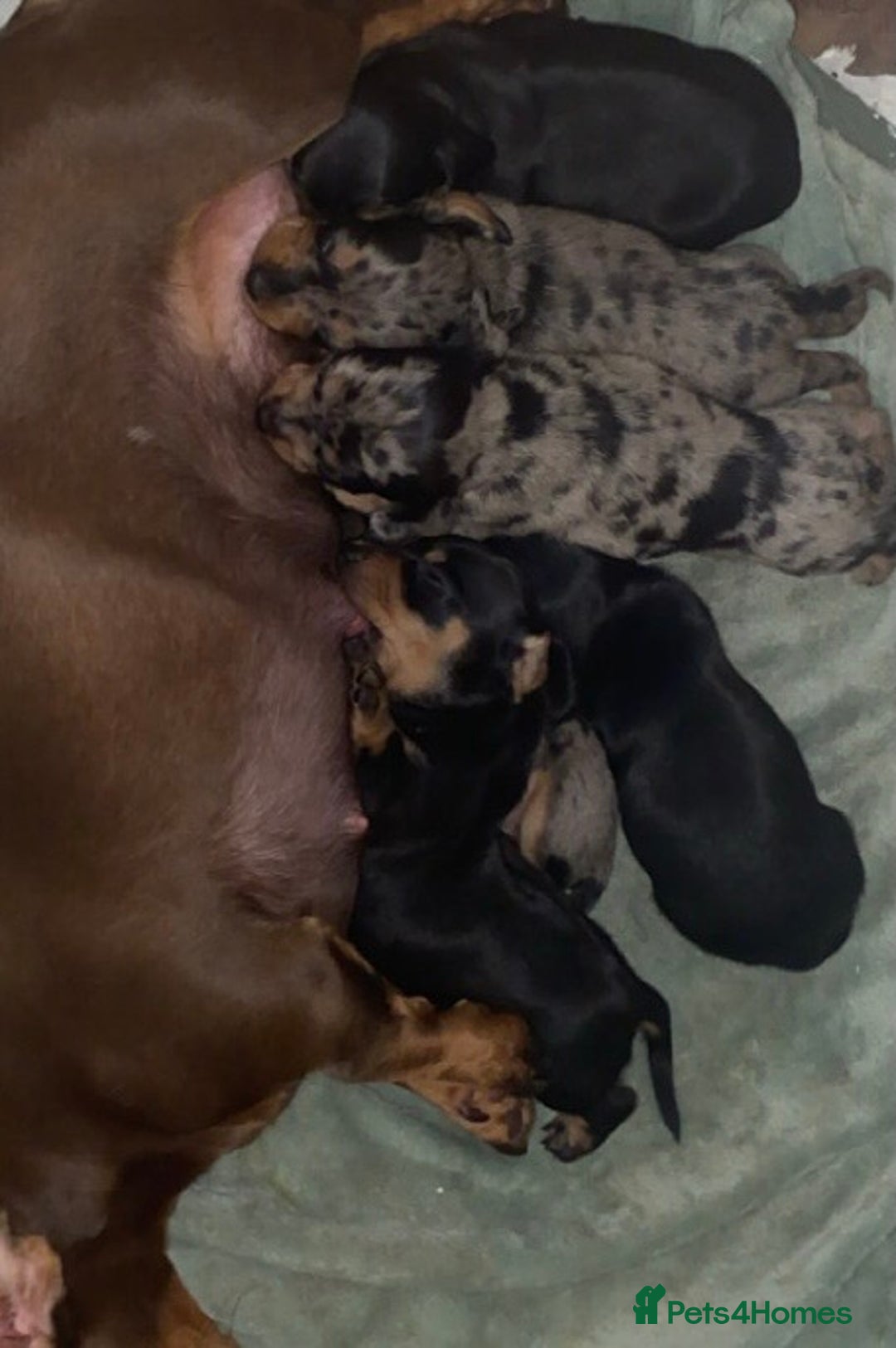 Miniature Dachshund dogs for sale: Miniature dachshunds  - Image 5