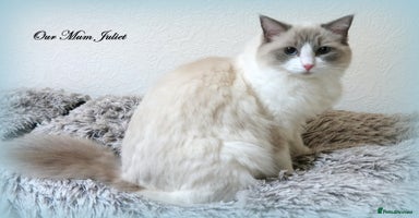 Ragdoll cats - Advert 1