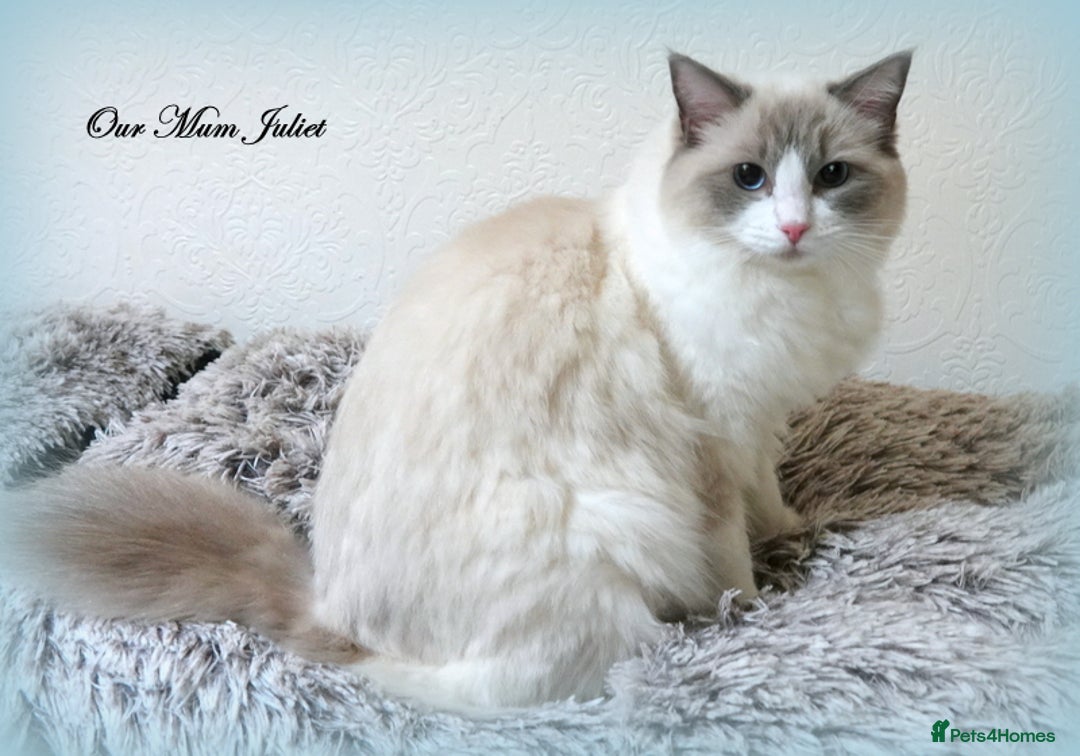 Ragdoll cats for sale: Genuine GCCF Reg Ragdoll Kittens - Image 3