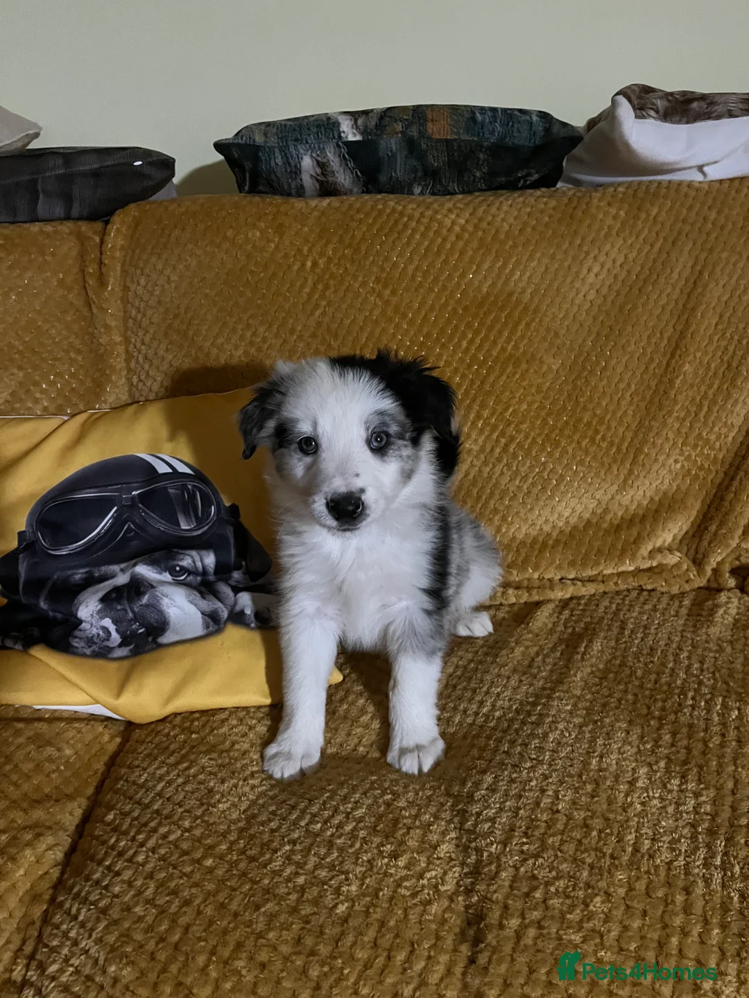 Border Collie dogs for sale: Border  collie pups. Mixed colours. - Advert 5