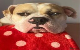 Alapaha Blue Blood Bulldog dogs for sale: Beautiful Alapaha blue bulldogs  - Image 9