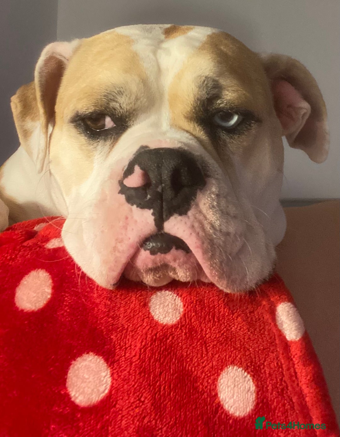 Alapaha Blue Blood Bulldog dogs for sale: Beautiful Alapaha blue bulldogs  - Image 9