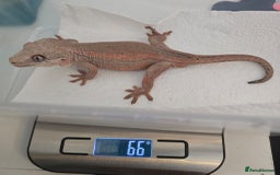 Gecko reptiles for sale: Male Gargoyle Gecko - Image 8