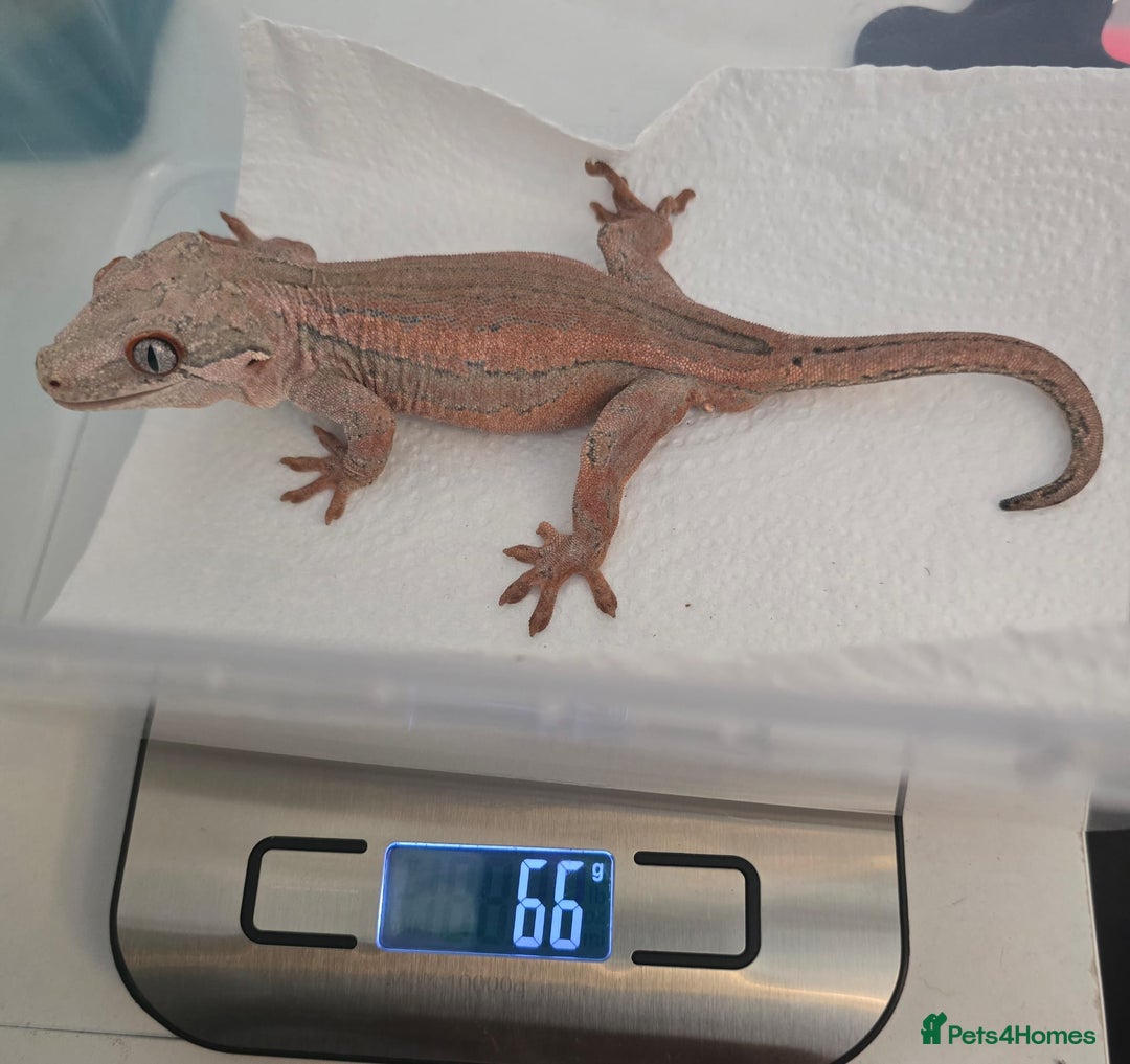 Gecko reptiles for sale: Male Gargoyle Gecko - Image 8