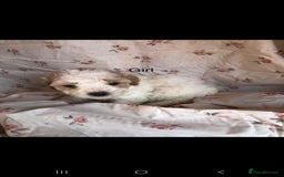 Cavapoo dogs for sale: F1B CAVAPOO PUPPIES  - Image 4