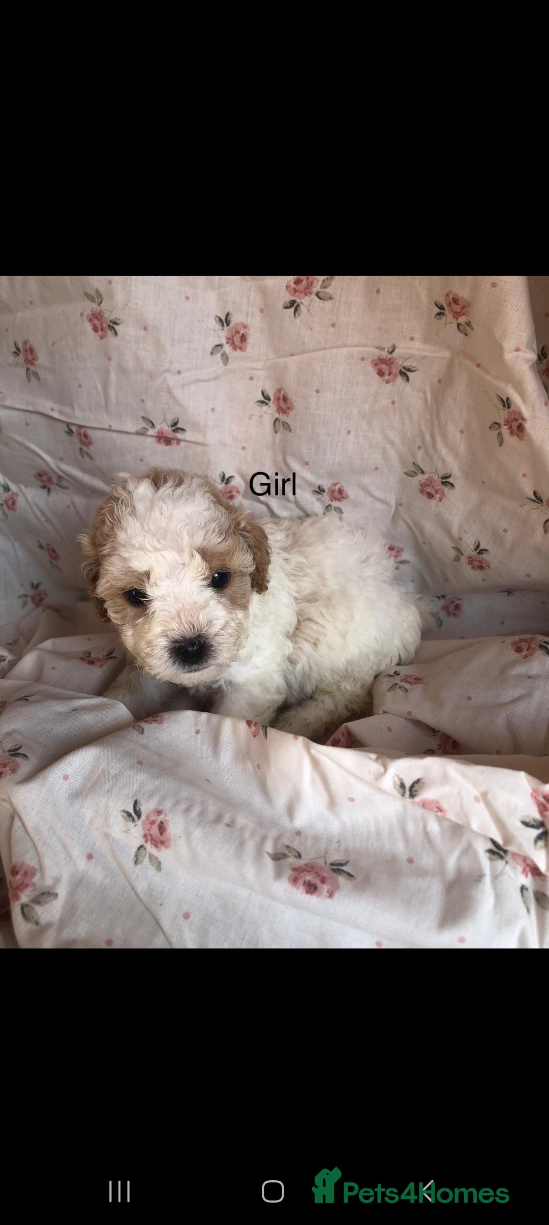Cavapoo dogs for sale: F1B CAVAPOO PUPPIES  - Image 4