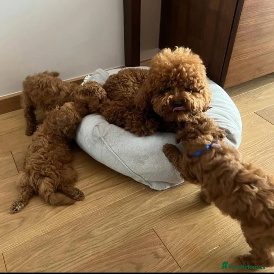 Toy Poodle dogs for sale: Red Toy Poodle puppies 🐶 💥💥💤 - Image 8