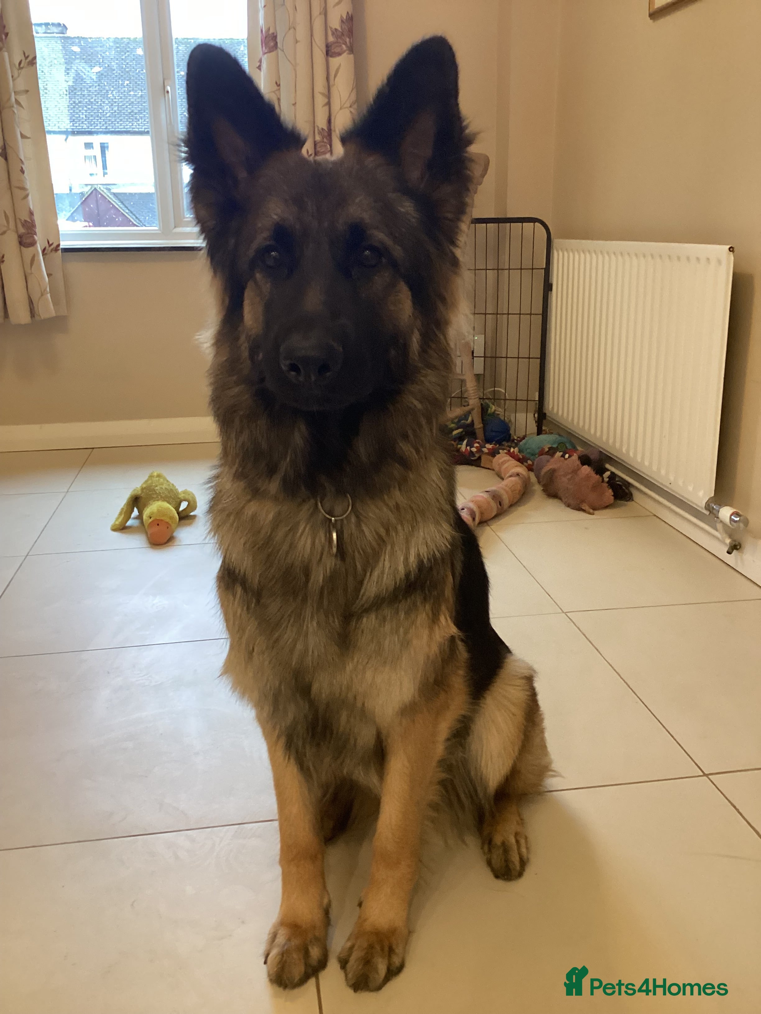 German Shepherd dogs Beautiful Female 15 Month Old German Shepard.   - Advert 5