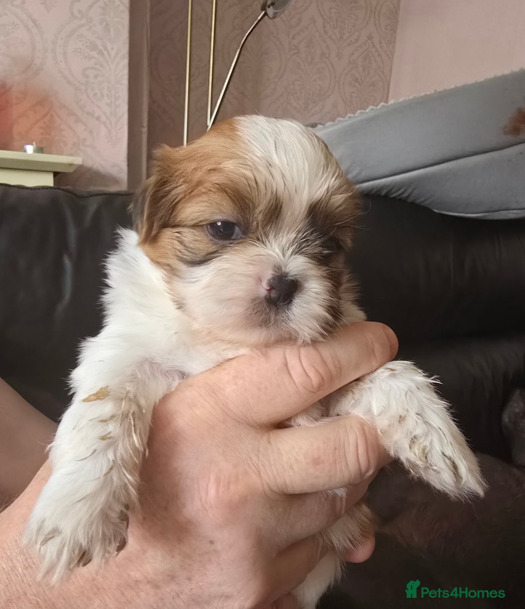 Shih Tzu dogs for sale: Gorgeous boys  - Image 2