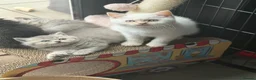 British Shorthair cats for sale: British shorthair kittens ❤️ - Advert 13
