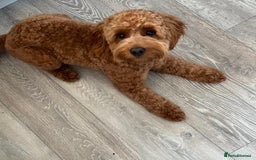 Cockapoo dogs for stud: Buddy  - Image 1