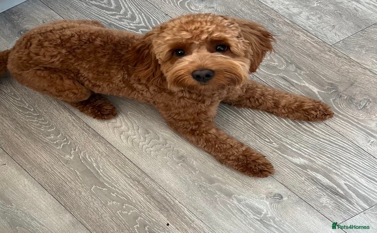 Cockapoo dogs - Advert 1