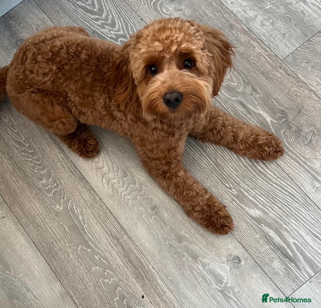 Cockapoo dogs for stud: Buddy  - Image 1