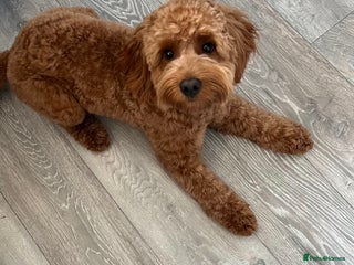 Cockapoo dogs - Advert 20