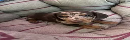 Dachshund dogs for sale: Dachshund puppies for sale  - Advert 26