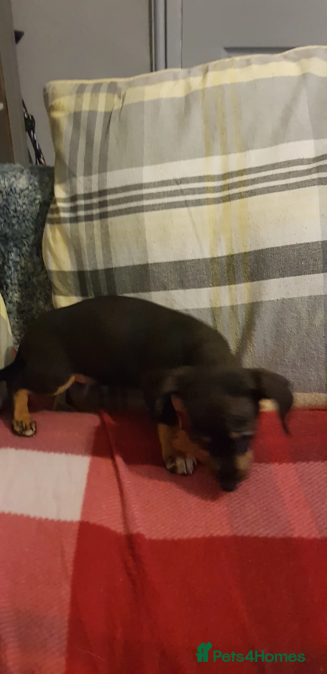 Chiweenie dogs for sale: Chiweenie pups for sale in Rowley Regis - Advert 3