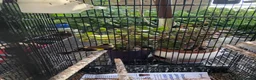 Finches birds for sale: Female gold finch  in Pinner - Advert 2