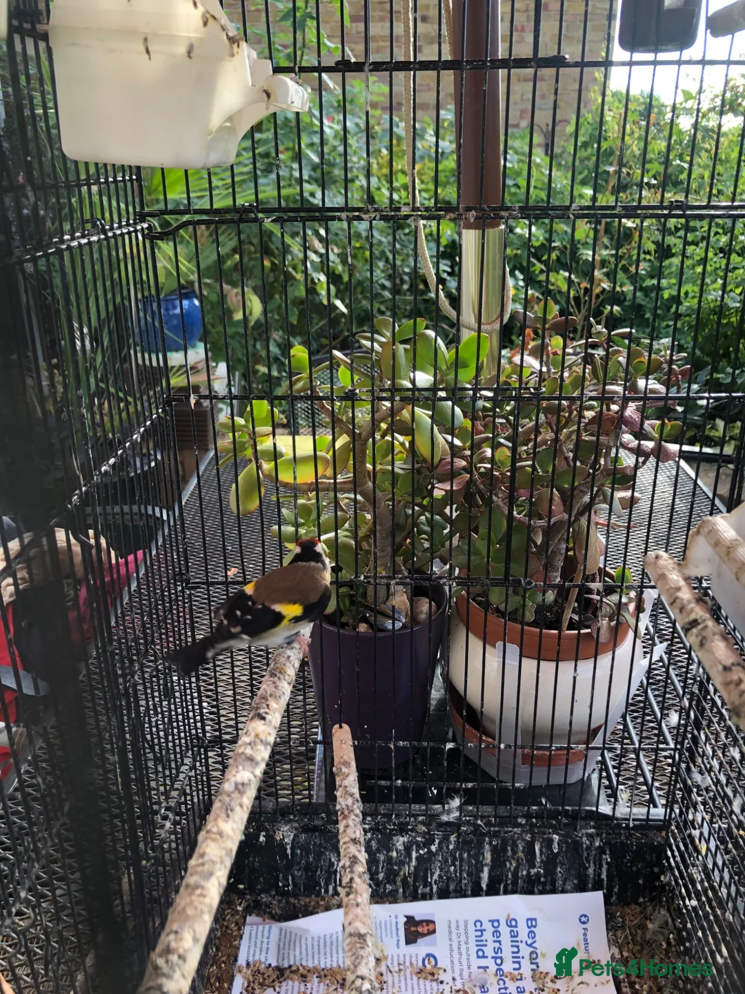 Finches birds for sale: Female gold finch  in Pinner - Advert 2