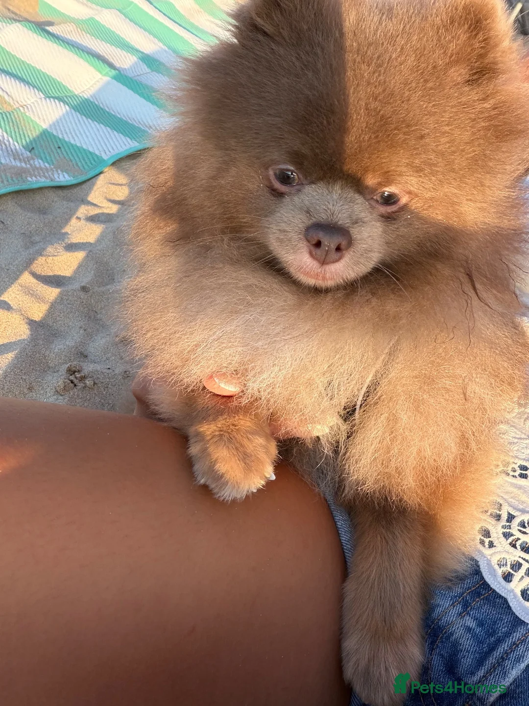 Pomeranian dogs for sale: Teddy - 2 Year Old Lilac Male Pomeranian - Advert 5
