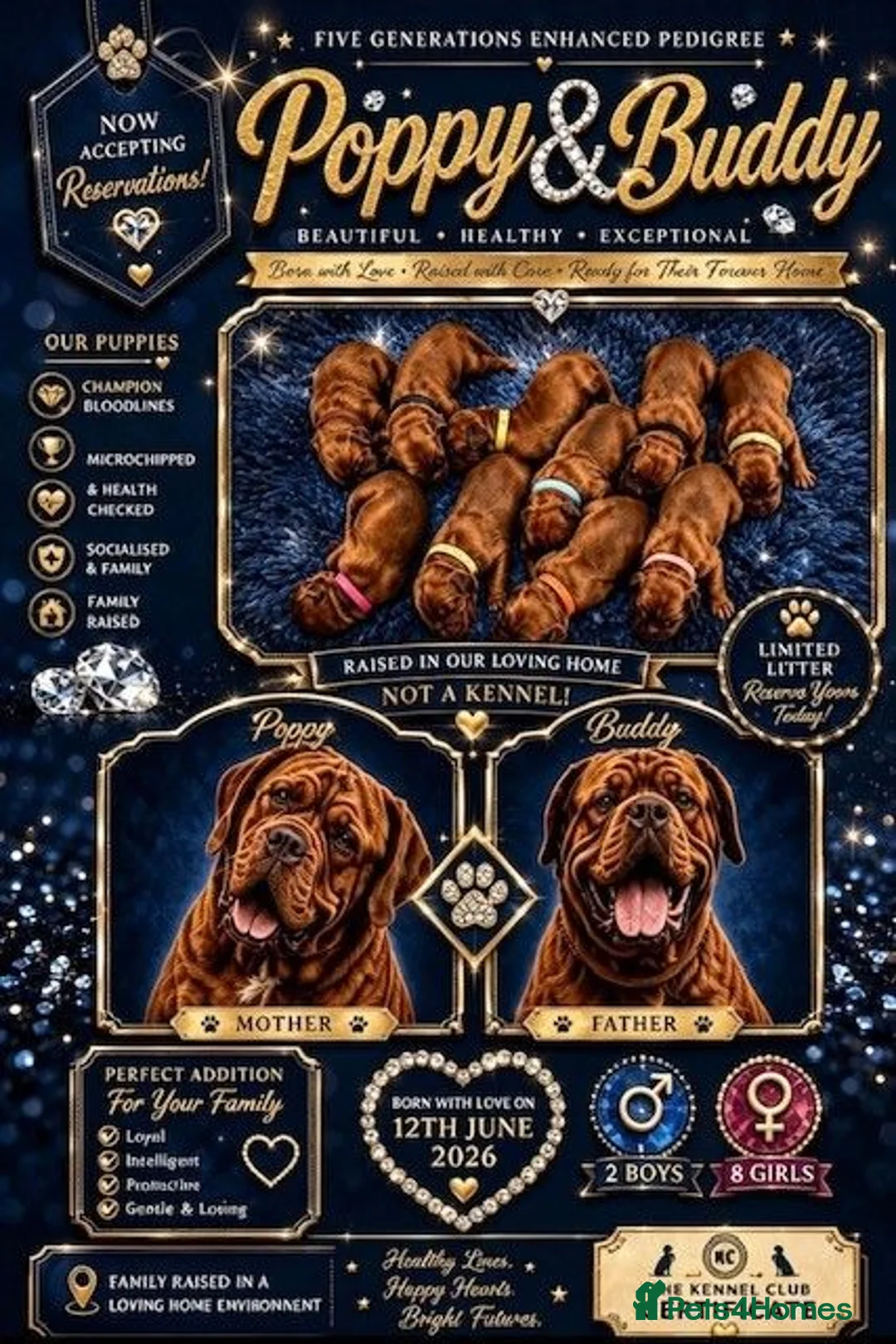Dogue De Bordeaux dogs for sale: Beautiful KC Registered Dogue de Bordeaux Puppies - Advert 1