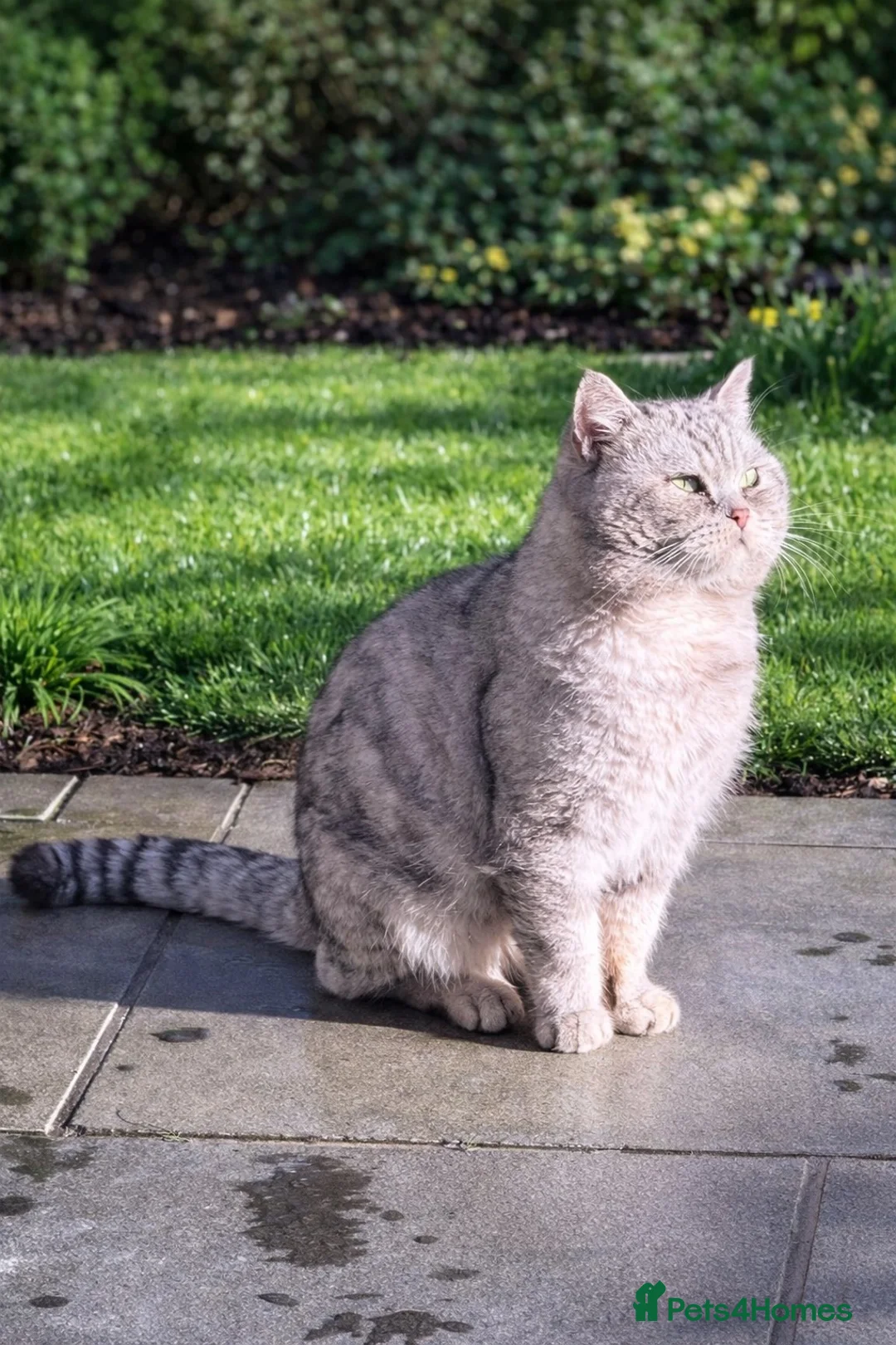 Mixed Breed cats for sale: 🐾 Two Gorgeous Male Kittens for Loving Homes 🐾 - Advert 7