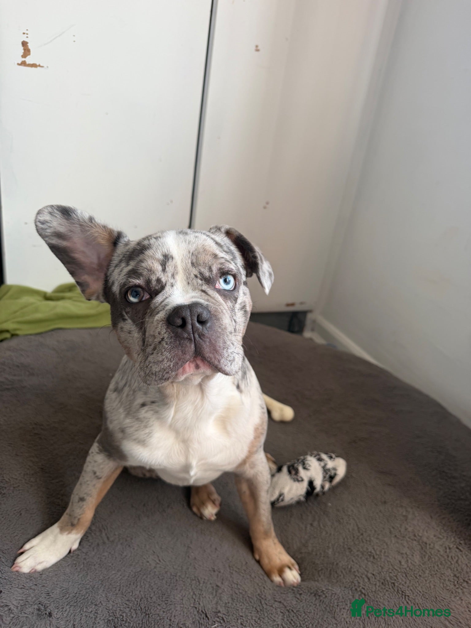 French Bulldog dogs French bulldog male - Advert 5