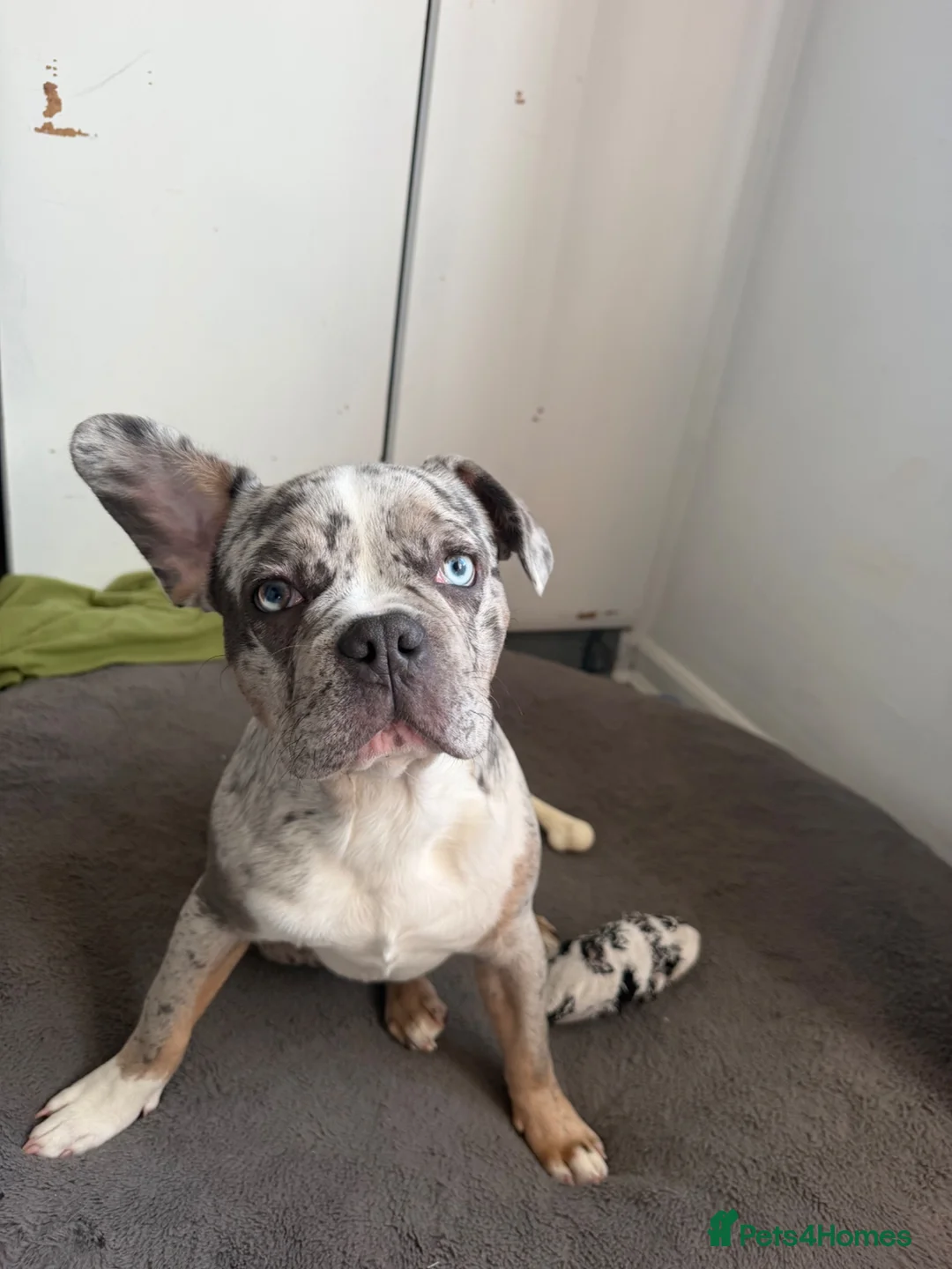French Bulldog dogs for sale: French bulldog male in Edgware - Advert 1