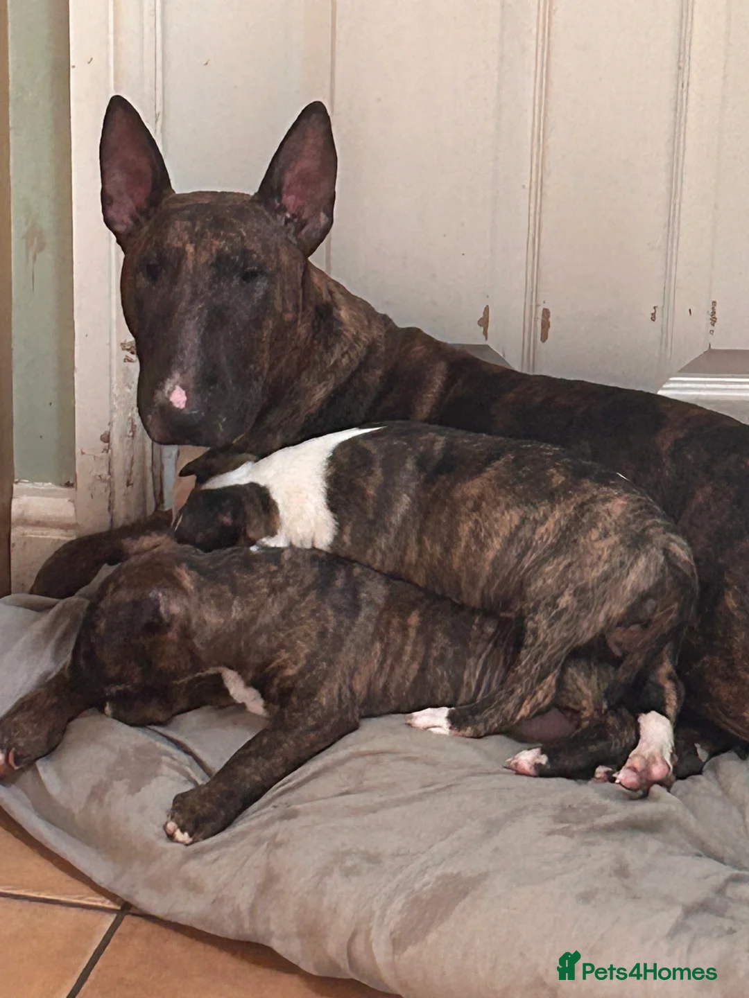 English Bull Terrier dogs for sale: English bull terrier puppy bitch for sale - Advert 9