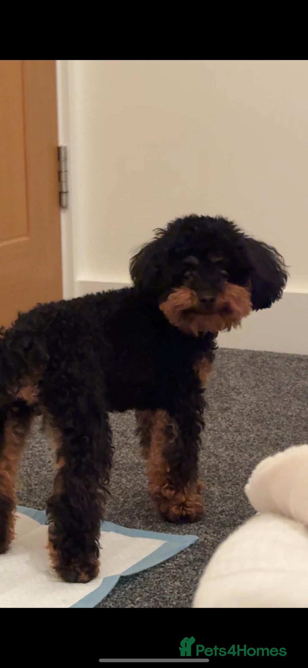 Toy Poodle dogs for sale: Toy poodle - Advert 2