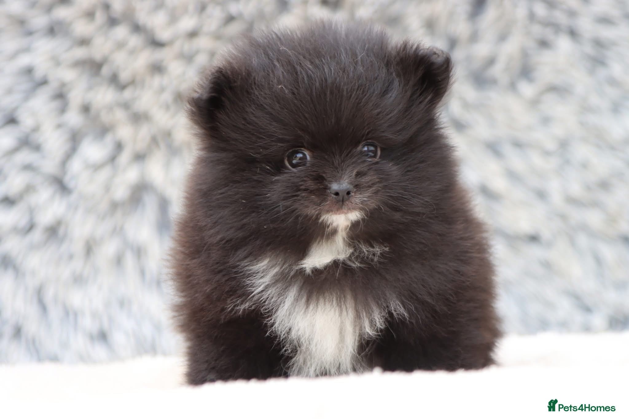 Pomeranian dogs Beautiful male and female Pomeranian for sale  - Advert 2