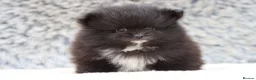 Pomeranian dogs for sale: Beautiful male and female Pomeranian for sale  - Advert 4