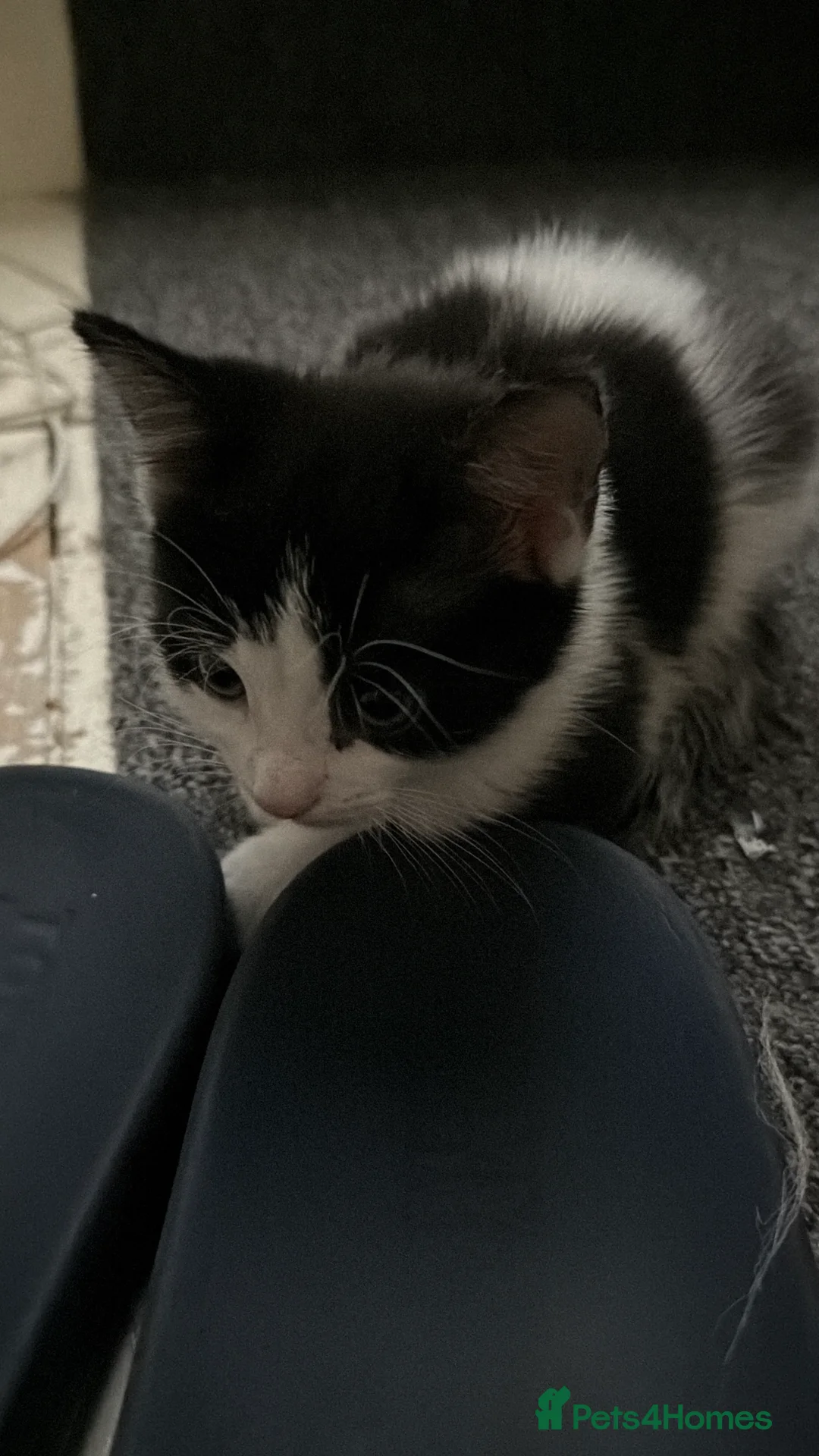 Turkish Van cats for sale: 3 beautiful kittens for sale.  - Advert 2