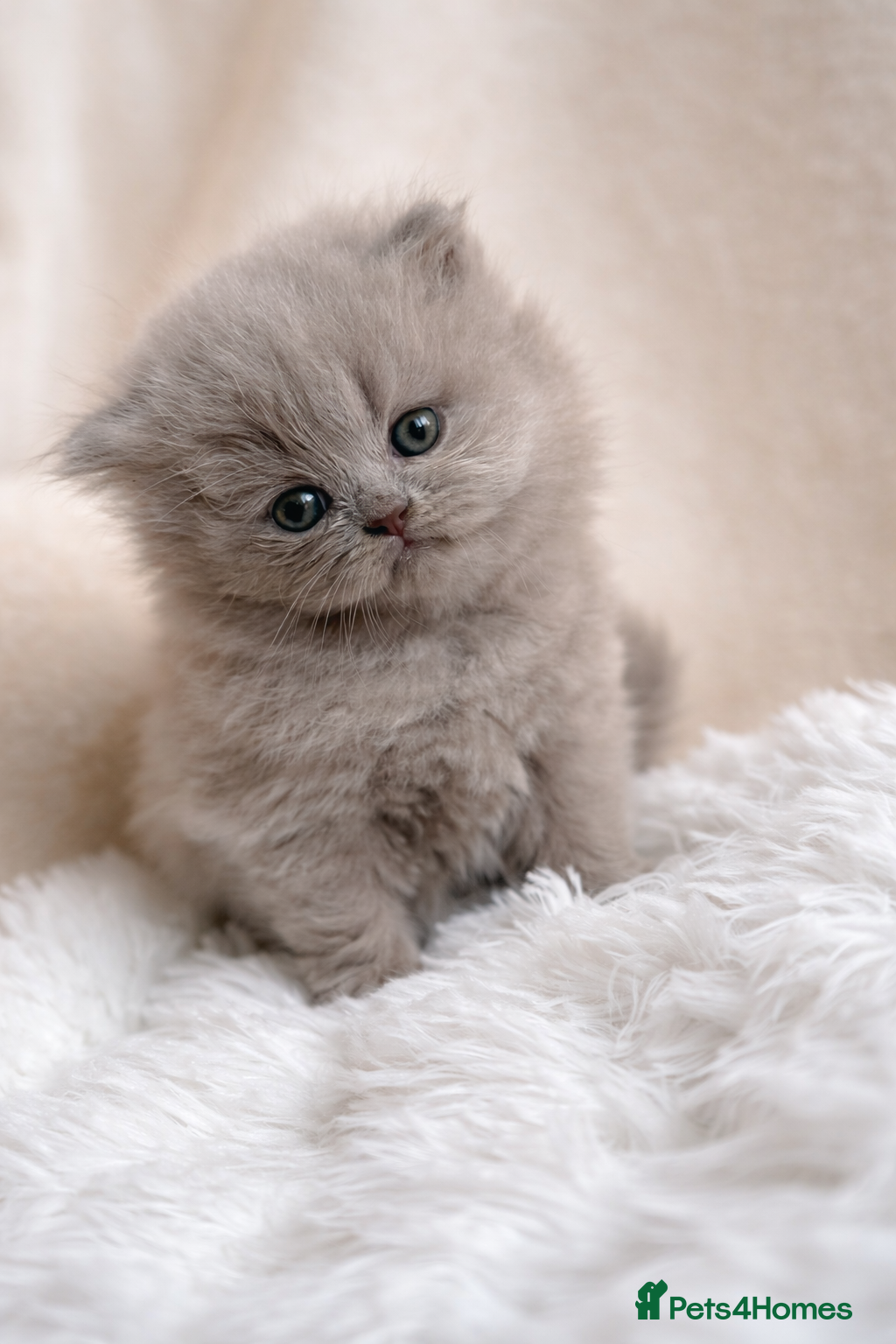 British Longhair cats 🎀BRITISH LONGHAIR GIRLS🎀 - Advert 2