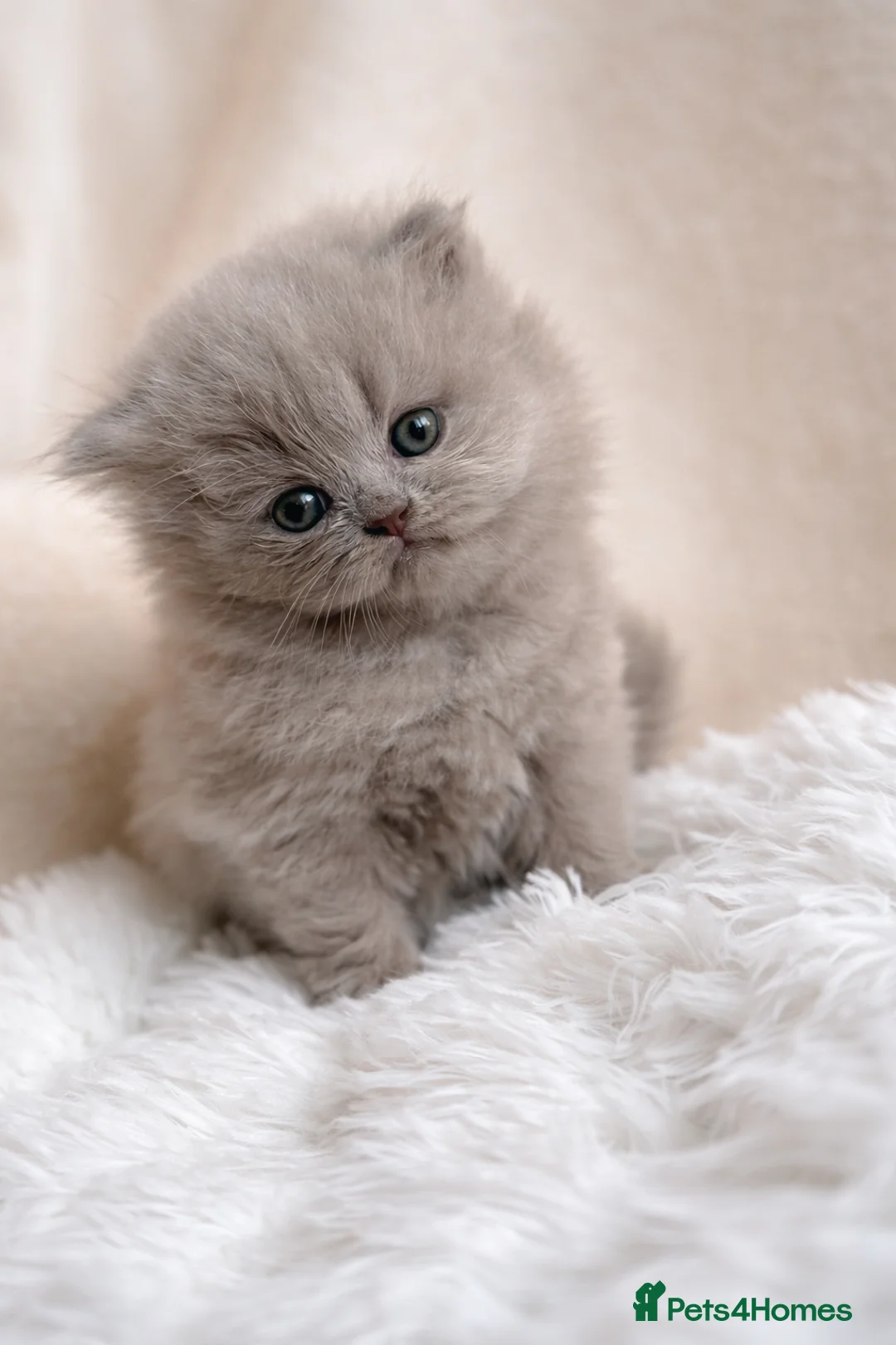 British Longhair cats for sale: 🎀BRITISH LONGHAIR GIRLS🎀 - Advert 1