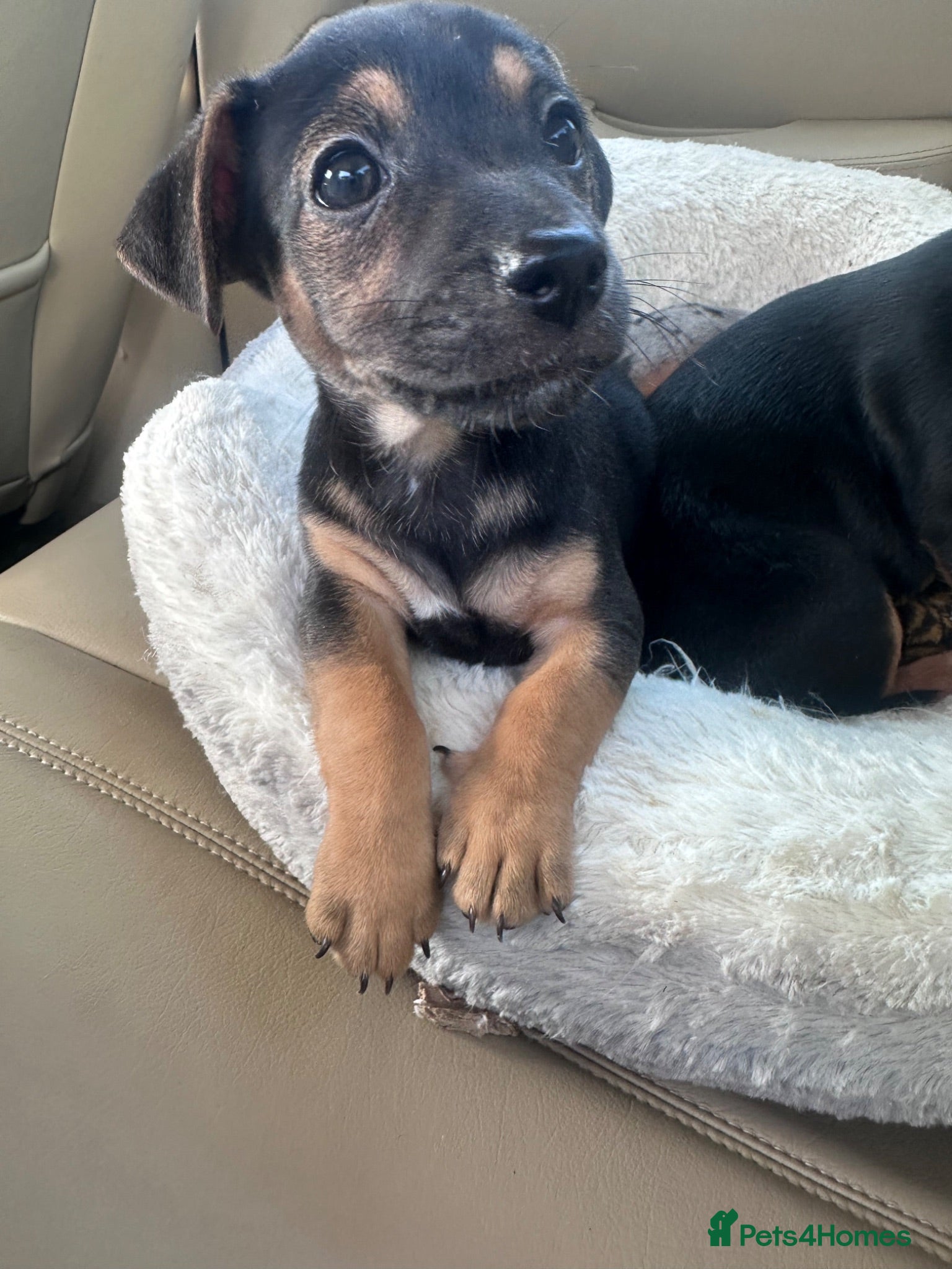 Jack Russell dogs Last boy left  - Advert 3