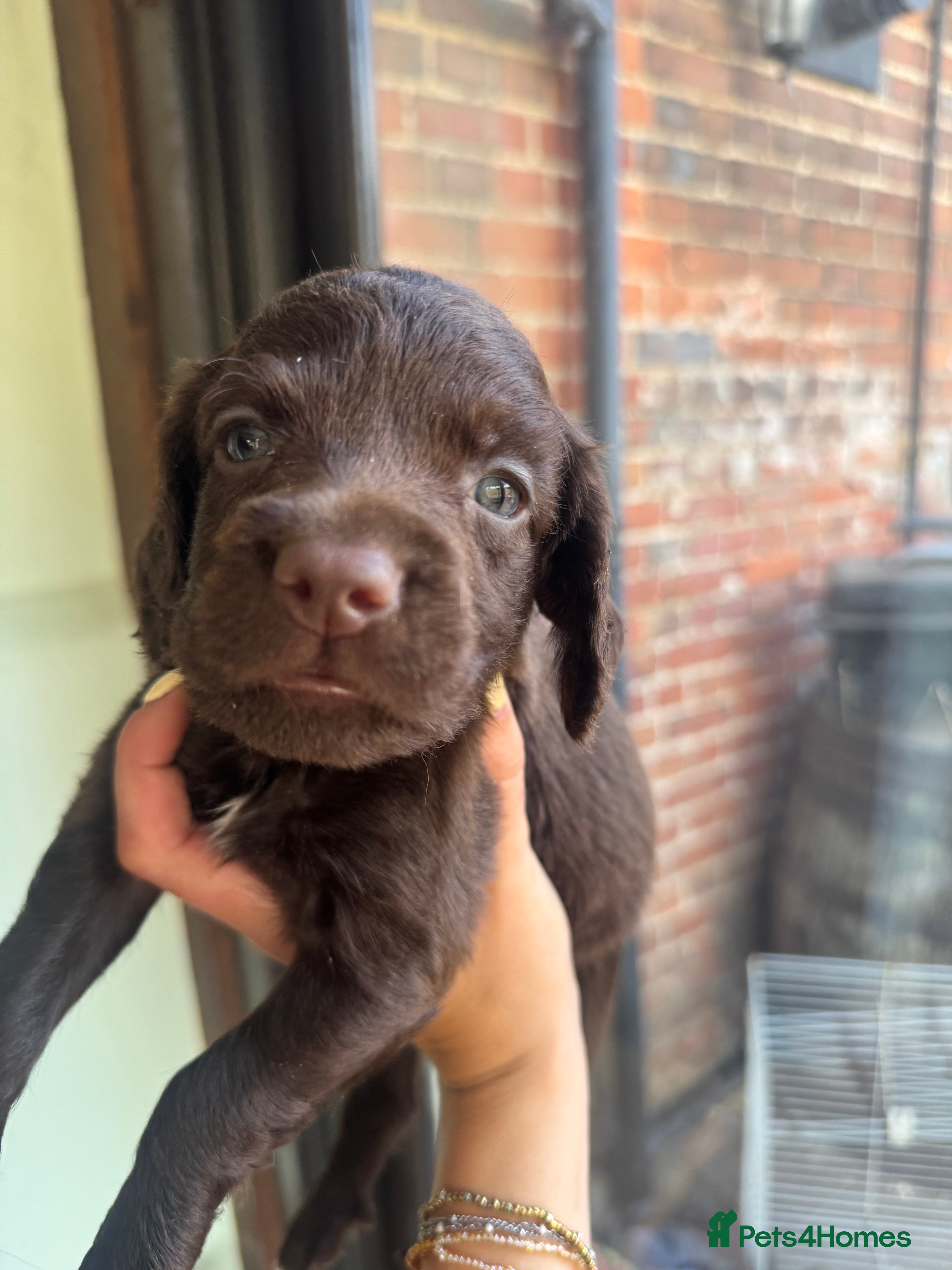 Cocker Spaniel dogs Last 2 left - spaniel puppies  - Advert 3