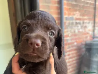 Cocker Spaniel dogs Last 2 left - spaniel puppies - Advert 3
