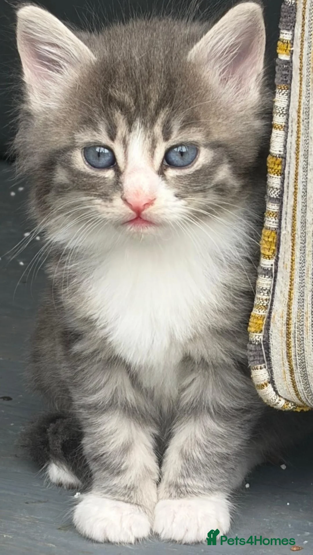 Mixed Breed cats for sale: Fluffy kittens ❤️ - Advert 1