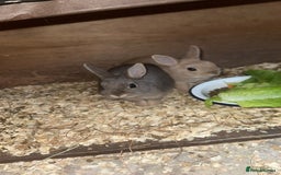 Netherland Dwarf rabbits for sale: Netherland dwarf does - Image 3