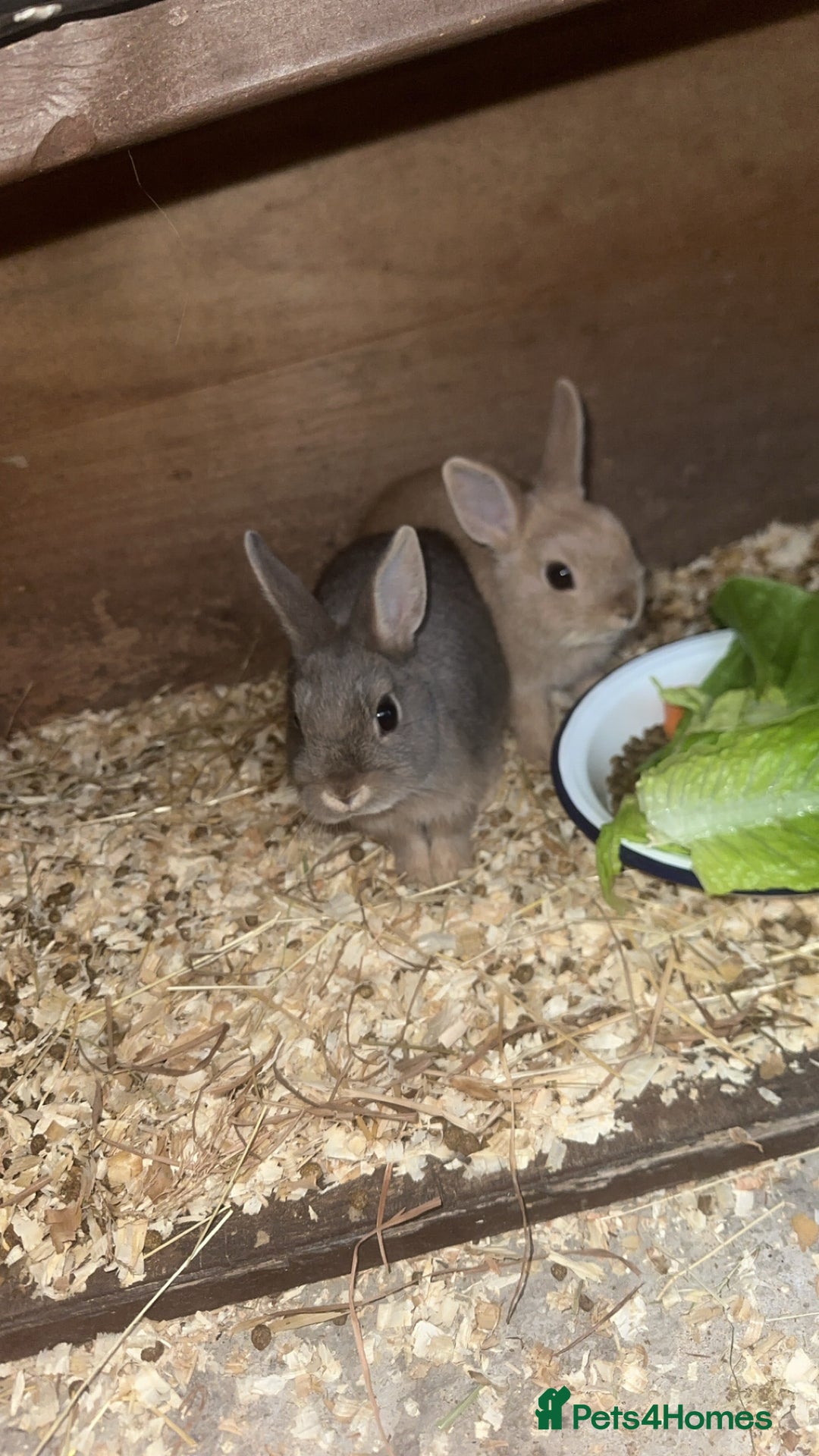 Netherland Dwarf rabbits for sale: Netherland dwarf does - Image 3