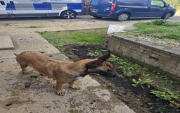 Belgian Shepherd Dog dogs for sale: Belgian Shepherd puppies - Advert 23