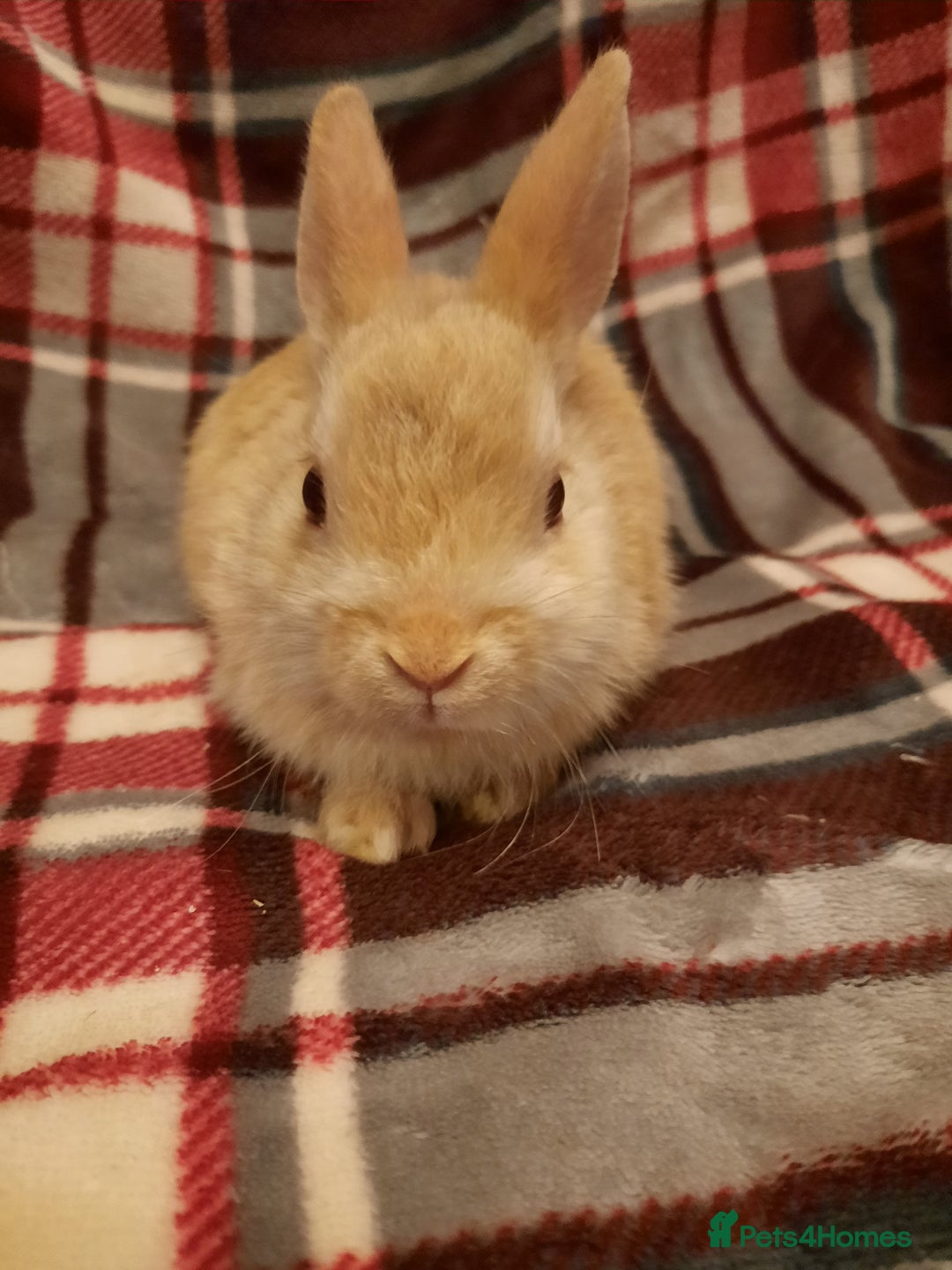 Netherland Dwarf rabbits for sale: Five Litters Of Netherland Dwarf Babies - Advert 9